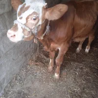 گوساله نر سیمینتال