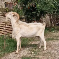 بز نر تخمی سانن|حیوانات مزرعه|گرگان, |دیوار