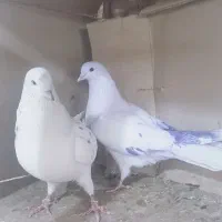 کبوتر جوجه و کهنه پرشی