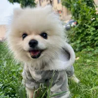 سگ پامر خرسی