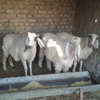 یک بره نر یک بره ماده یک میش