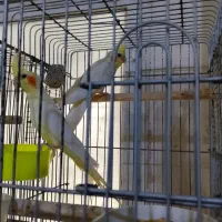 عروس‌هلندی