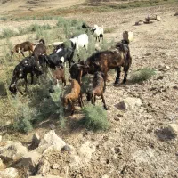بز نر دورگه چهل‌گل ۱۵ ماهه مولد
