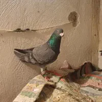 کفتر آلمانی|پرنده|شیروان (خراسان), |دیوار