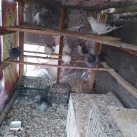 کبوتر ساعتی و ذات دار|پرنده|رامیان, |دیوار