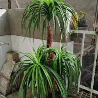 درخت نخل مصنوعی نیاز به توضیح نیست