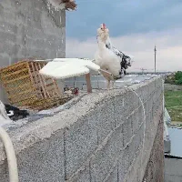 مرغ گلین لری پنگوئنی