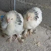 مرغ پرپا|حیوانات مزرعه|شفت, |دیوار