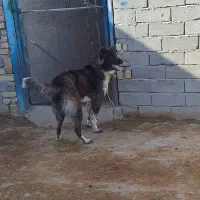 واگذاری توله قدرجونی