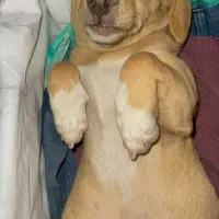 واگذاری توله پاکوتاه