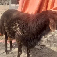 قوچ همو وهتروبا2میش همو