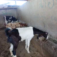 بزغاله ابست