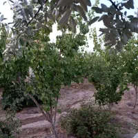 باغ-پر-بار-و-بار-ده