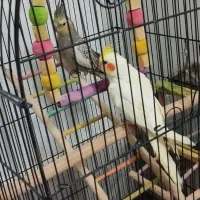 عروس هلندی لوتینو. طاوسی نر