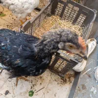 خروس و مرغ نژاد دار
