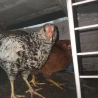مرغ و جوجه و بلدرچین