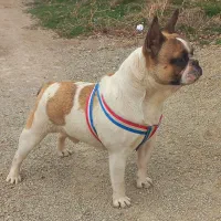 باسلام چهار قلاده پاکوتاه سگ|سگ|ارومیه, |دیوار