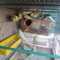 تعدادی مرغ عشق اسپانگل نر|پرنده|چابهار, |دیوار