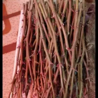ترکه احمد آقایی درجه یک