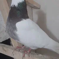 کبوتر|پرنده|مرند, |دیوار