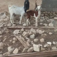 کهره بره|حیوانات مزرعه|اهرم, |دیوار