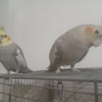 عروس هلندی با قفس زیر قیمت