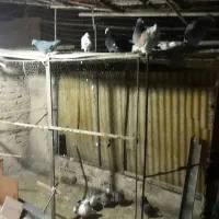 کفتر پرشی کله دوم سبز سرور شازده ابلغ  زاغ