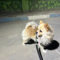 پامرین اصل از نژاد روباهی آلمانی|سگ|پاکدشت, پاکدشت (مامازند)|دیوار