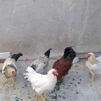 خروس|پرنده|گلپایگان, |دیوار
