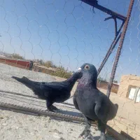 دوعدده کبوتر جونگ|پرنده|یزدان شهر, |دیوار