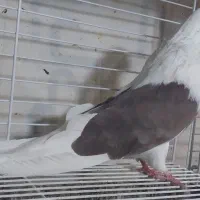 کبوتر تهرونی