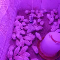 جوجه مرغ تخمگذار