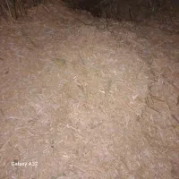 فروش کاه گندم دیمی|لوازم جانبی حیوانات|ترکمانچای, |دیوار