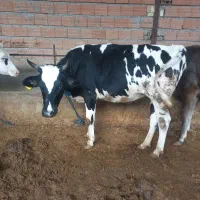 ۱ راس سیمینتال نر.با۳ راس جنگلی نر.ودورگ گوشتی