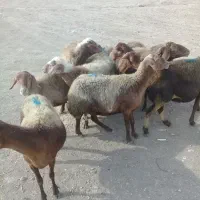 ۱۰راس میش