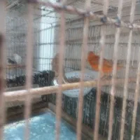 شتری سرخ اماده رابرا