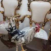۲ عدد خروس گلین