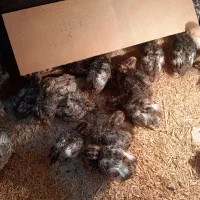 جوجه بلدرچین