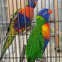 پرنده.طوطی .همه مدل