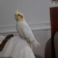 پرنده عروس هلندی