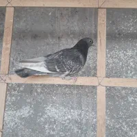 کفتر پرشی|پرنده|ساوه, |دیوار