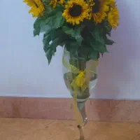 گل آفتاب گردان تازه طبیعی بدون گلدان