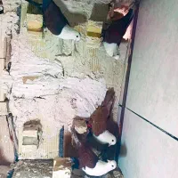 ساده قلدر