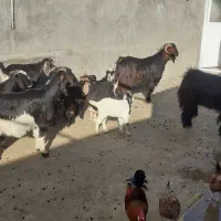 ۳عددگیسک‌نتقی‌و‌یک‌عددساورین