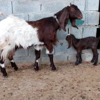 بز کهره دار و آبستن