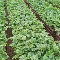 نشا-گوجه بادمجون بامیه فلفل خربزه هندوانه