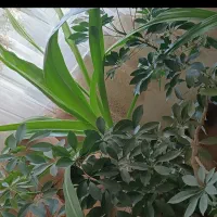 گل طبیعی درسایز بزرگ و کوچک|گل و گیاه طبیعی|شاهرود, |دیوار