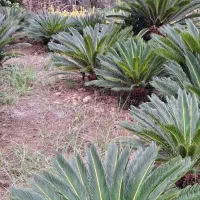 فروش سیکاس