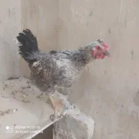 مرغ تخمگذار