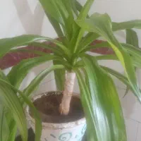 گل موزی|گل و گیاه طبیعی|یزدان شهر, |دیوار